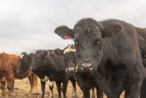 Photo of cows from freedom farms in new york