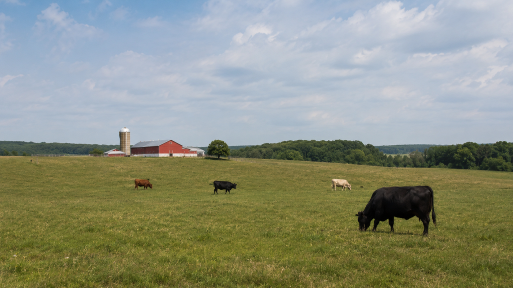 Beef cattle (angus) graze in a spacious green pasture with a barn and silo in the distance, representing local farm sourcing and direct-to-farm food discovery.