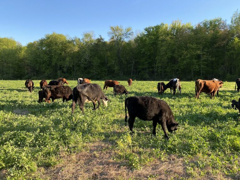 Dirty Dog Farm