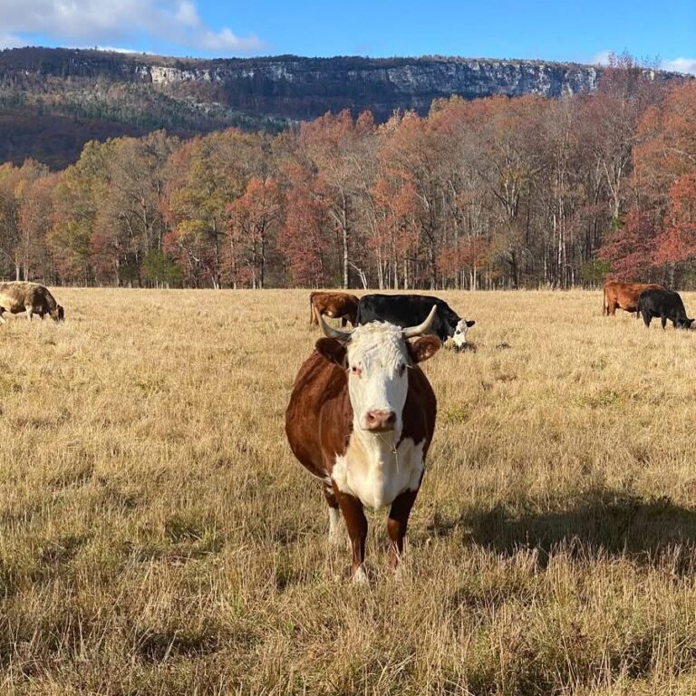 Kiernan Farm